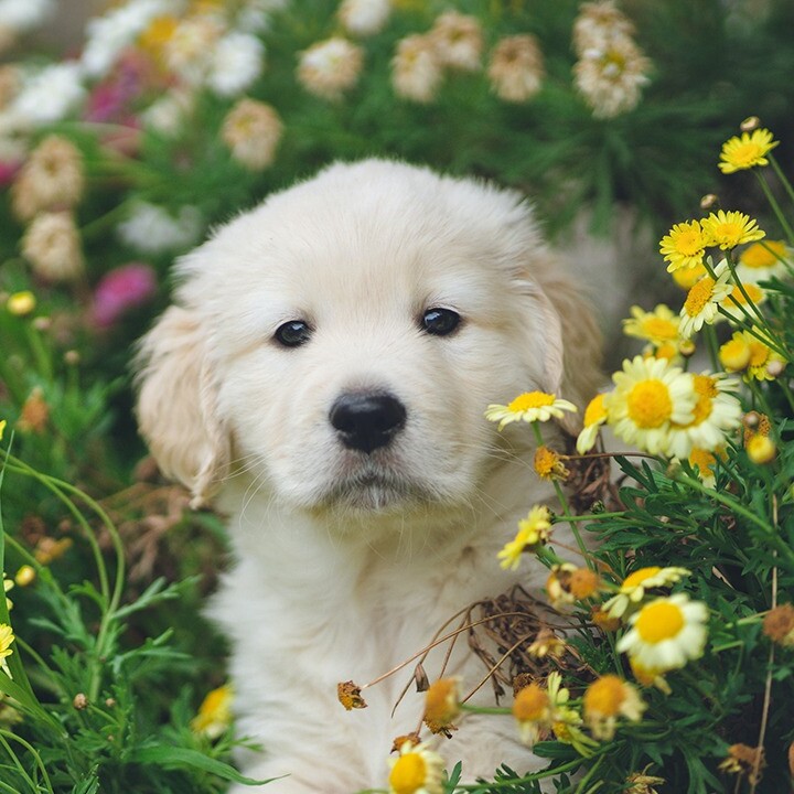 tips for pet friendly lawns and gardens