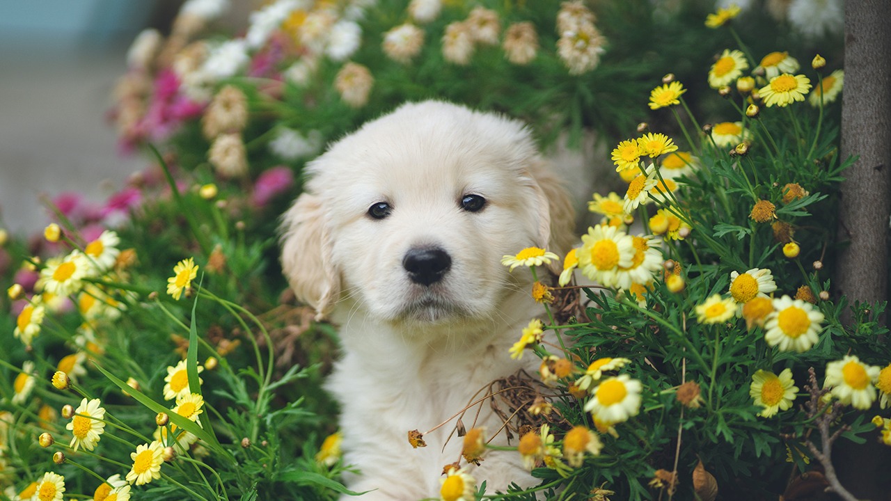 tips for pet friendly lawns and gardens