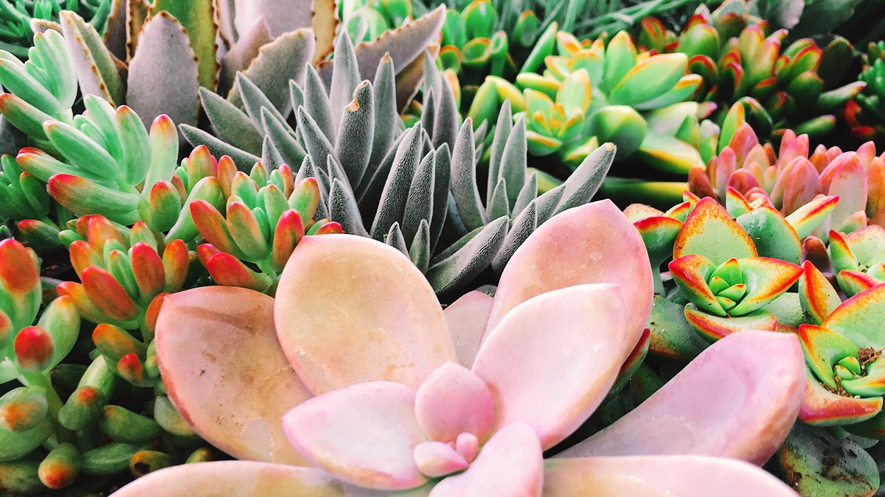 budget landscaping ideas succulents