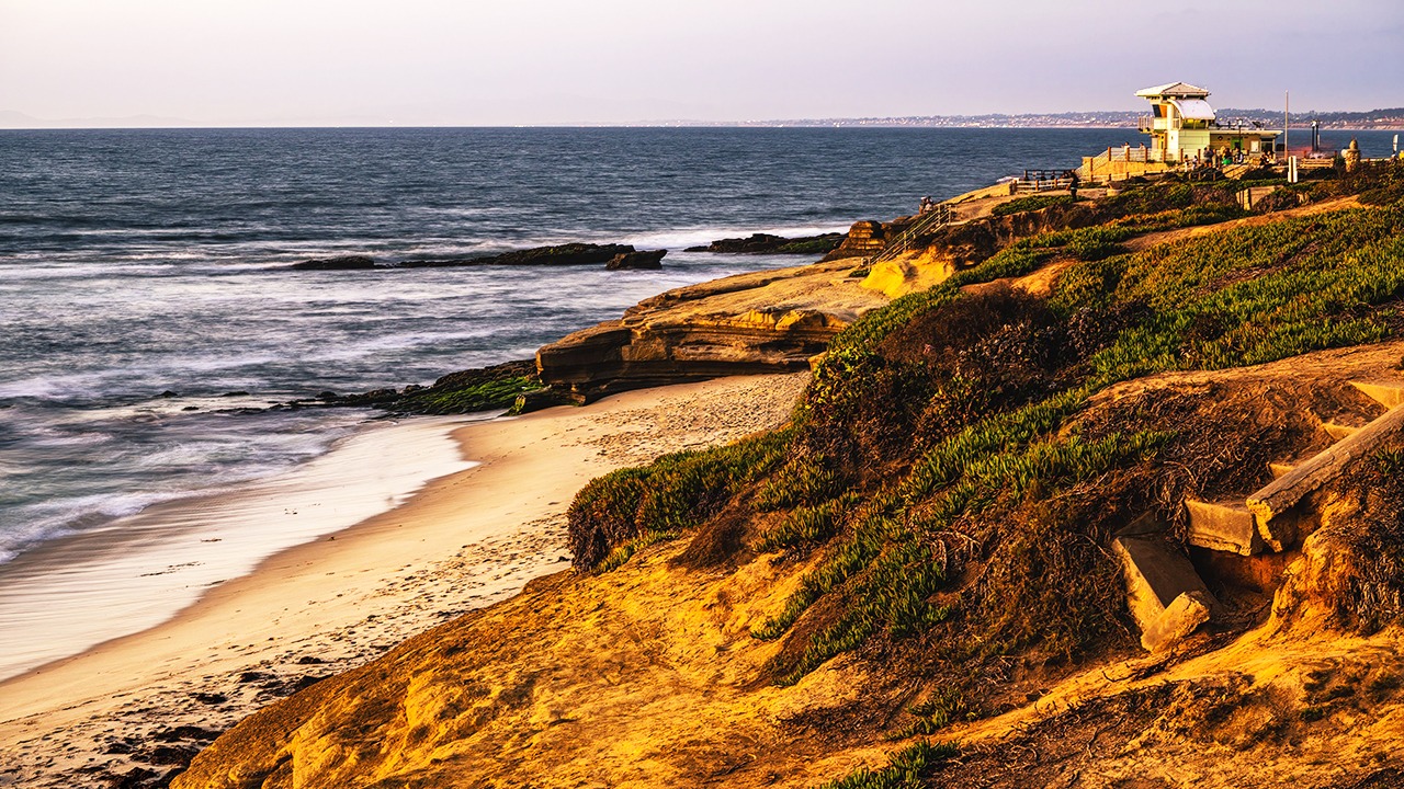 plants on san diego coastline