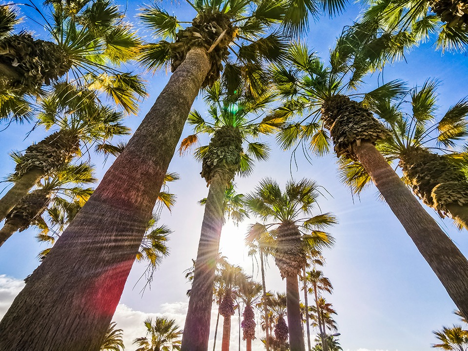 san diego palm trees